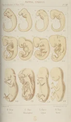 Säugetierembryonen, 1905