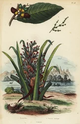 Markiernuß, Semecarpus anacardium 1 und Pinguin- oder Pinuela-Frucht, Bromelia pinguin 2