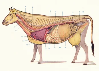 Medianer Schnitt einer Kuh, der die Hauptorgane der Verdauung zeigt, um 1905-1910