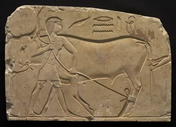 Männer, die einen Ochsen binden