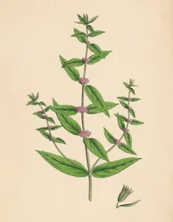 Mentha gracilis, var. genuina. Schlanke Minze, 19. Jahrhundert
