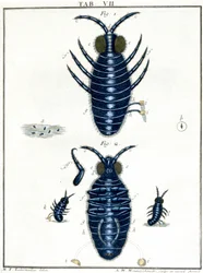 Mikroskopie