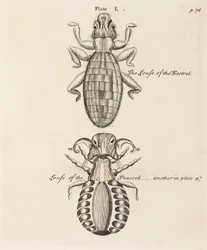 Mikroskopie