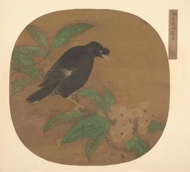 Minah-Vogel auf einem Loquat-Zweig
