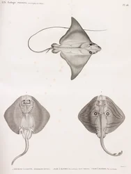 Mourine Vachette & Gestreifter Rochen