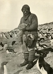 Murray hält junge Pinguine, um 1908-1909
