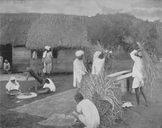 Einheimische Arbeiter bereiten Reis in Jamaika vor, ca. 1890