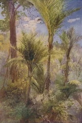 Neuseeländischer Wald, 1924