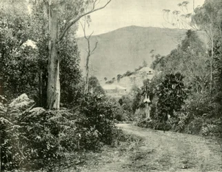 Auf der Illawarra Road, N.S.W., 1901
