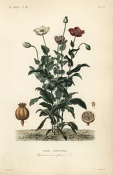 Schlafmohn