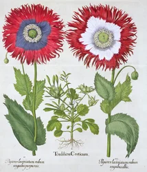 Ziermohn, 1613