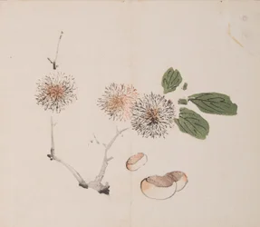 Seite aus Shi Zhu Zhai