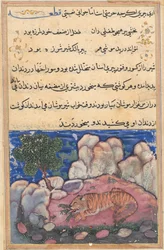 Seite aus Geschichten eines Papageis Tuti-nama: Fünfzehnte Nacht: Der Löwe, gestört von Mäusen..., 1558-1560