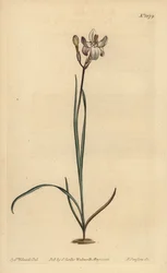 Gemalte Blüten-Ixia, Ixia fucata