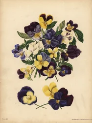 Stiefmütterchen, Pensees oder Herzfreude, Viola tricolor, Gedanken: Du beschäftigst meine Gedanken oder Pensez a Moi