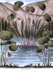 Papyrusrohr Cyperus papyrus, 1823