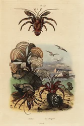 Pfauenschwanzalge, Padina pavonica 1, Gemeiner Einsiedlerkrebs, Pagurus bernhardus 2, blauäugiger Einsiedlerkrebs, Paragiopagurus diogenes 3, und Pagurus alatus 4