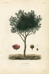 Kretische Zistrose, Cistus creticus