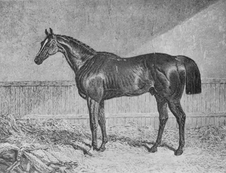 Bevollmächtigter, 1831-1854