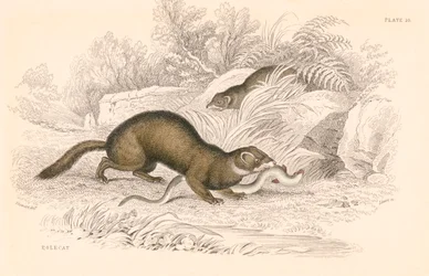 Iltis Mustela putorius, Mitglied der Wiesel-Familie