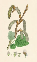 Populus canescens. Graupappel, 19. Jahrhundert