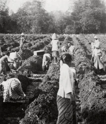 Vorbereitung der Bewässerungskanäle auf einer Zuckerplantage, Java, Niederländisch-Ostindien, 1927