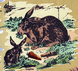 Kaninchen und Karotten (Illustration)