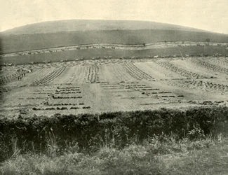 Wettbewerb für Mäher und Binder, Mount Blowhard, nahe Ballarat, 1901