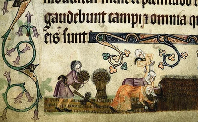 Ernten und Binden von Garben aus dem Luttrell Psalter, um 1330