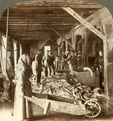 Fischannahme von Seeschiffen und Verpackung für den Export - Fischlager, Ålesund, Norwegen