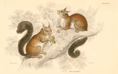 Rotes Eichhörnchen Sciurus vulgaris, baumbewohnendes Nagetier, heimisch in Europa und Asien, 1828