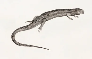 Reptilien: gigantische Anolis