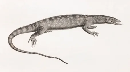 Reptilien: Ouaran von Forskal