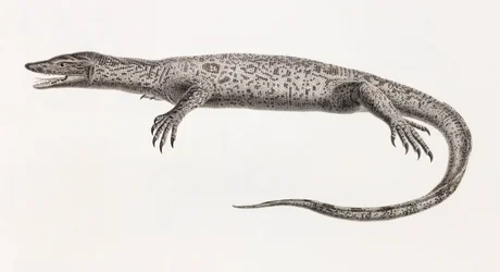 Reptilien: Tupinambis vom Nil