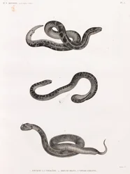 Reptilien: Schlangen