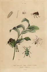 Rhigus-, Platyoma- und Cyphus-Rüsselkäfer, Borstige Tausendfüßler und Salomonssiegel