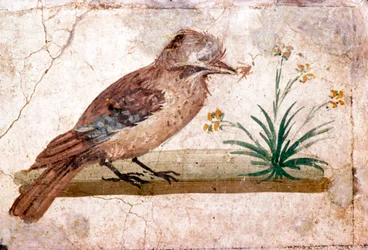 Römische Wandmalerei eines Eichelhähers aus Boscoreale bei Pompeji, 1. Jahrhundert
