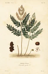 Königsfarn, Osmunda regalis