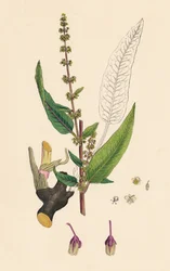 Rumex sanguinens. Blutaderiger Ampfer