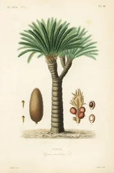 Sagopalmfarn, Cycas revoluta