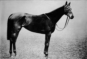 Zepter, 1899-1926, 1911