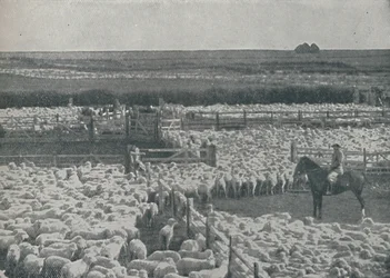 Schafställe in Australien, 1910