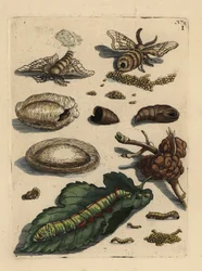 Seidenspinner, Bombyx mori, Raupe und Puppe mit Maulbeerblatt, Morus alba