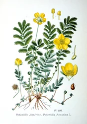 Gänsefingerkraut, 1893