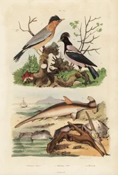 Glatter Hammerhai, Sphyrna malleus 1, Hammerauster, Malleus malleus 2, Brahminenstar, Sturnia pagodarum 3 und Rosenstar, Pastor roseus 4