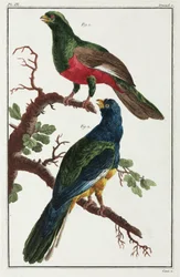 Südamerikanische Vögel