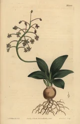 Südindische Meerzwiebel, Ledebouria revoluta