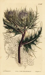 Stacheligste Distel, Cirsium spinosissimum (Federköpfiger Cnicus, Cnicus spinosissimus)