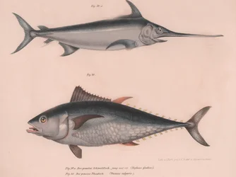 Schwertfisch Hiphias gladius, Thinnus bulgaris, um 1850