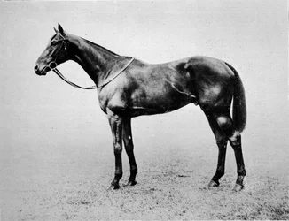 Swynford, 1907-1928, 1911